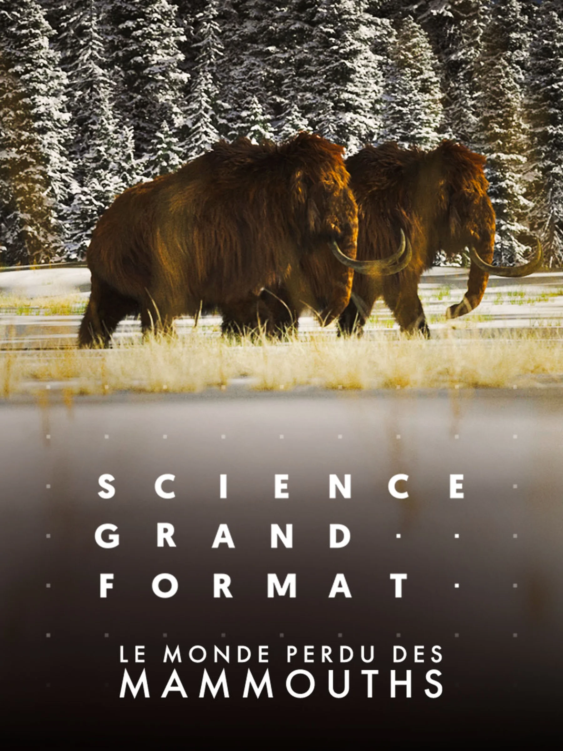 Jaquette de Science grand format - Le monde perdu des mammouths DOC