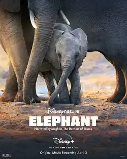 Jaquette de Elephant